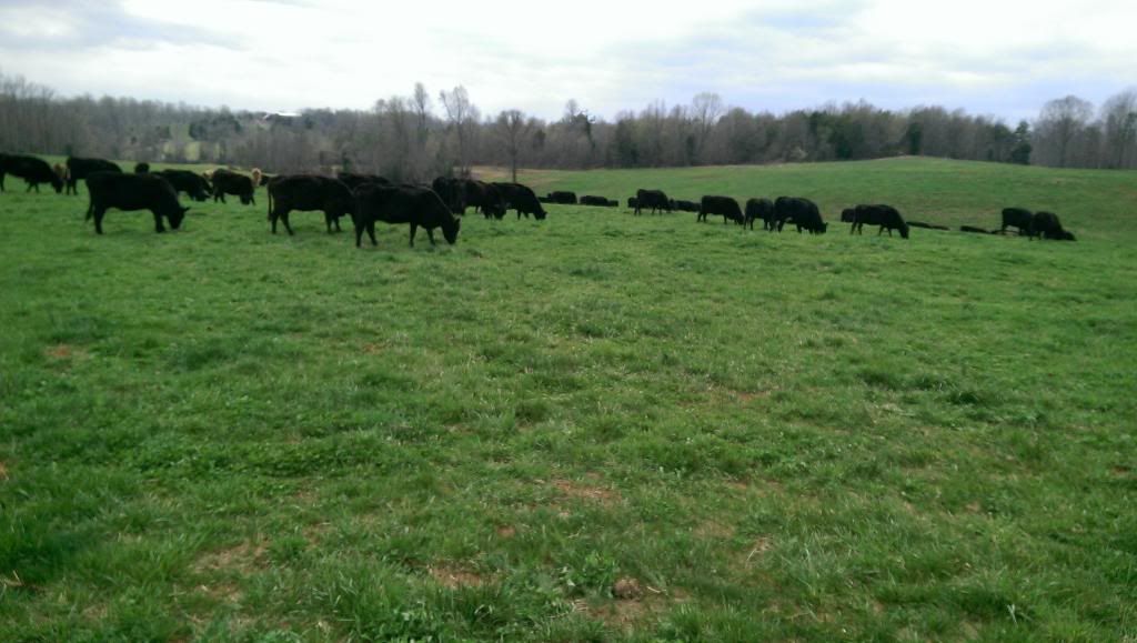 So confused about pasture - Homesteading Questions
