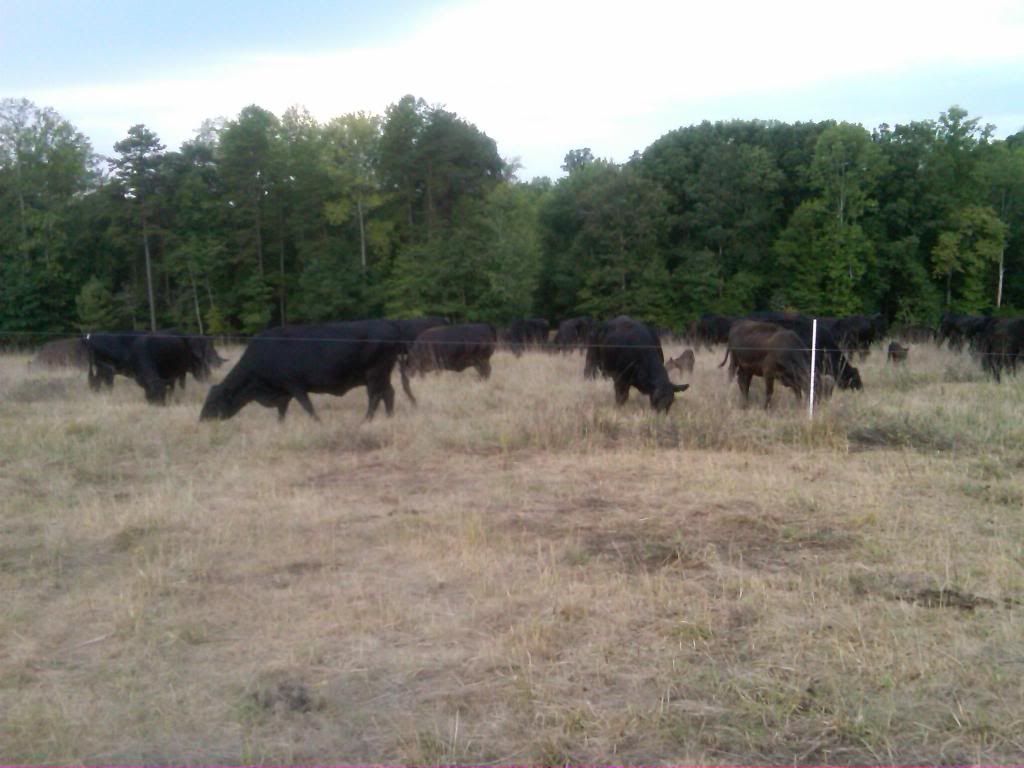 How is the drought affecting your operation? - Cattle