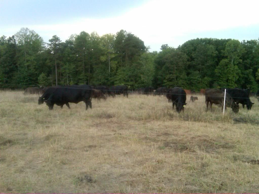 How is the drought affecting your operation? - Cattle