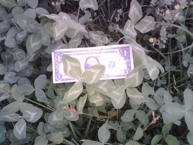 any ideas for converting to rotational grazing? - Cattle