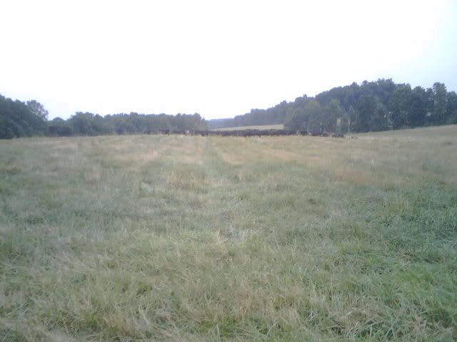 any ideas for converting to rotational grazing? - Cattle