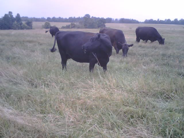 any ideas for converting to rotational grazing? - Cattle