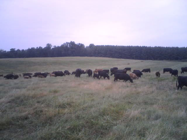 any ideas for converting to rotational grazing? - Cattle