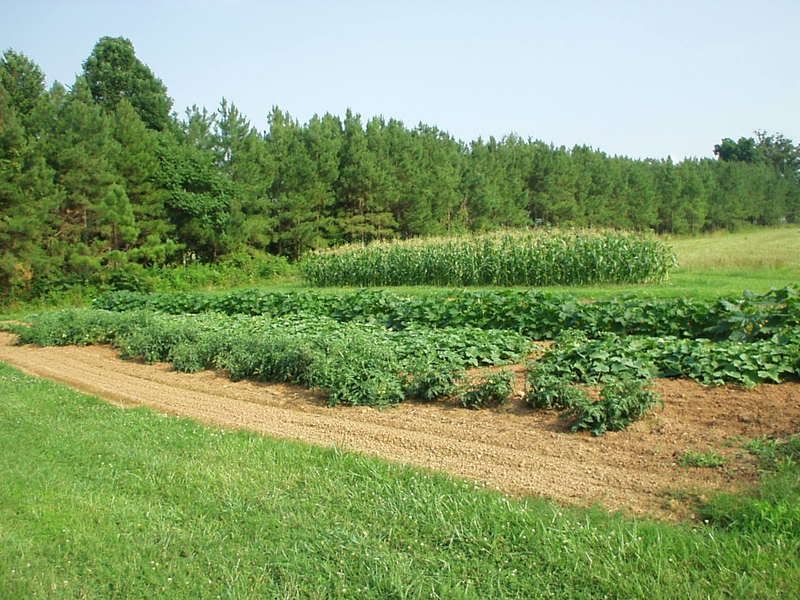 Gardening in clay soil ... HELP! - Homesteading Questions