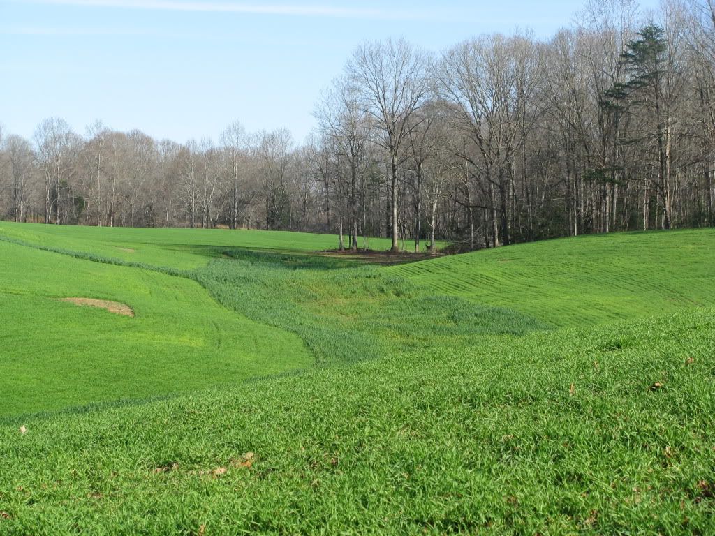 land clearing options - Homesteading Questions