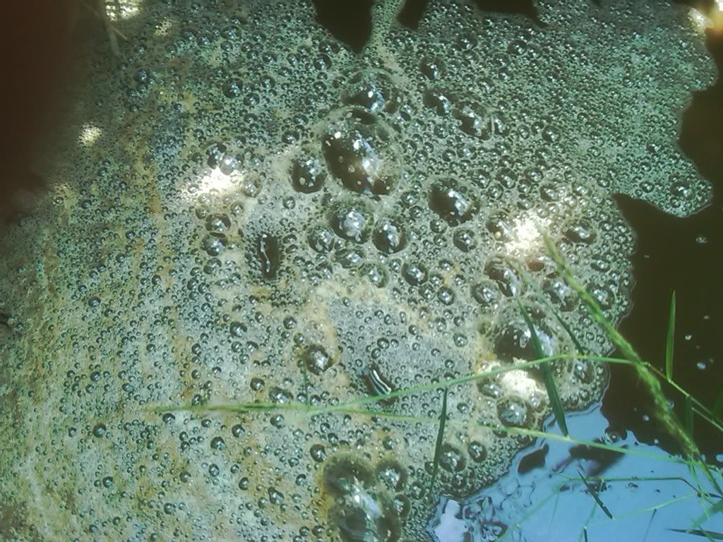 Stream contaiminated - Cattle