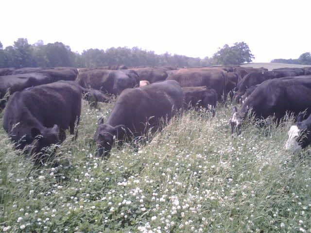 non-bloating legumes ? - Cattle