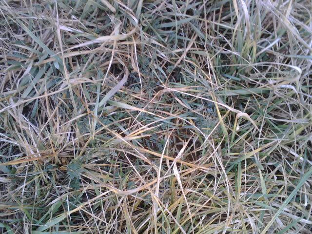 Pastures greening! - Cattle