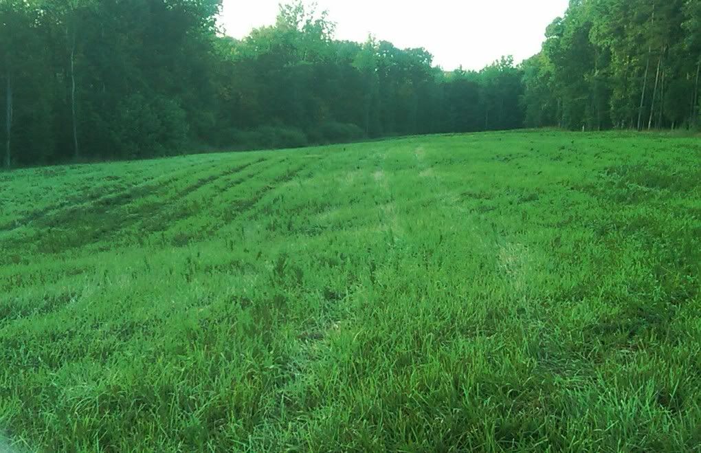 Reclaiming/ Restoring Land - Cattle