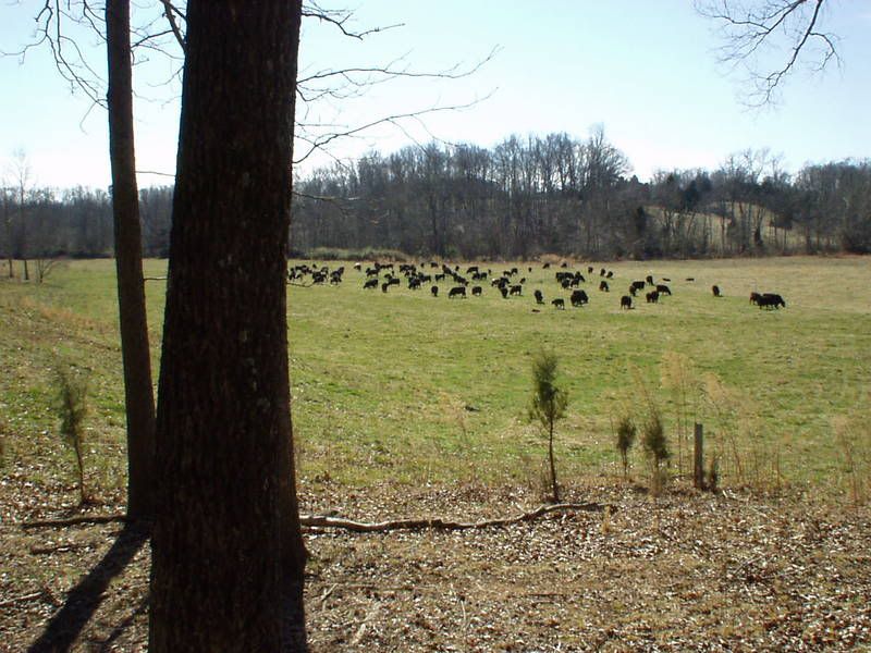 MiG into the winter? - Cattle