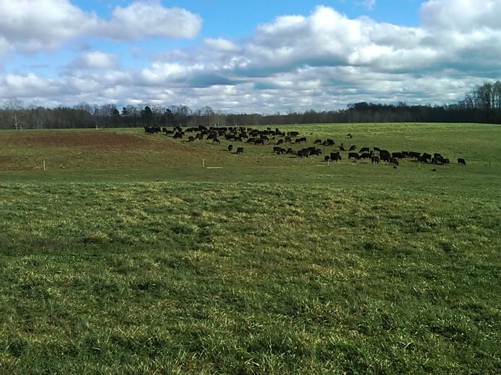 Harrow manure piles or not? - Cattle