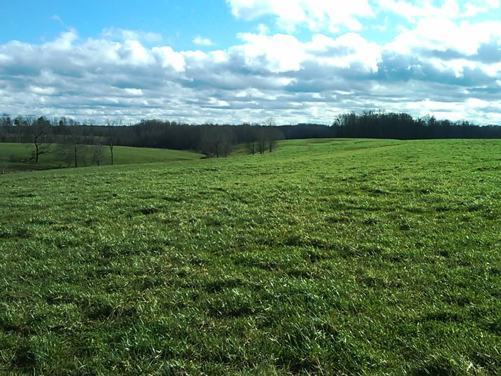 grazing in the hay field - Cattle