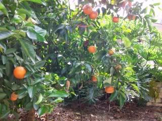 tangerines