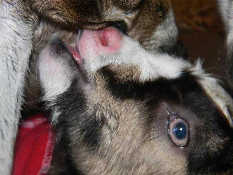 picked up my new goat babies!! - Goats