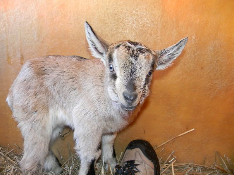 picked up my new goat babies!! - Goats