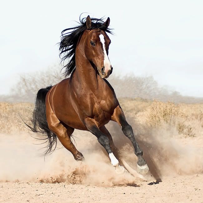 Dirt Horse