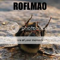 roflmao.jpg