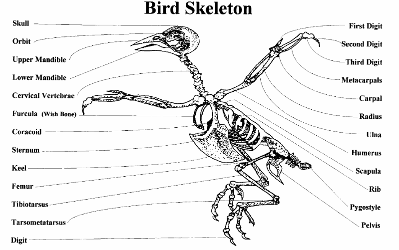 The Skeleton