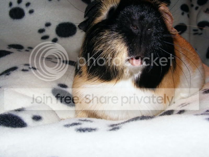 PiggyLips.jpg