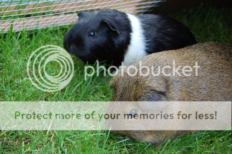 bakewellpigs059.jpg