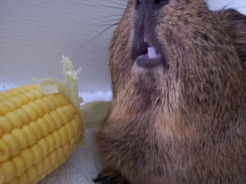 basketcorn045.jpg