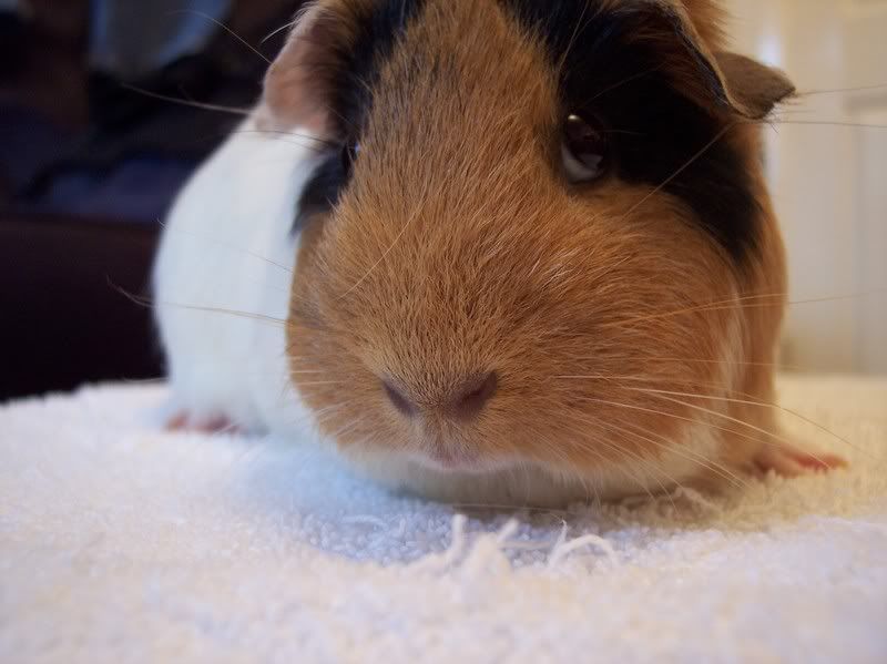 lilibigpig.jpg
