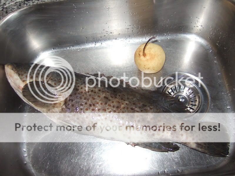 南极虾再次中石斑