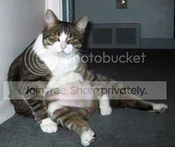 fat_cat.jpg