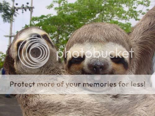 sloth.jpg